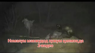 НОМАЛУМ МАВЖУДОД ИТГА ХУЖУМ ҚИЛГАН 2-ВИДЕО