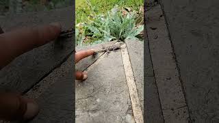 Just petting the tail of an eastern fence lizard! #HÂYÂHSCREATION #easternfencelizard