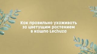 Как правильно ухаживать за цветущим растением в кашпо Lechuza