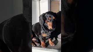 the Kardashian of dachshunds #top #glamour #dog #cute #subscribe #love #kardashian