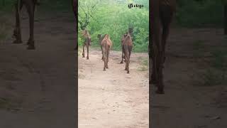 camels on mission