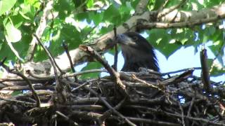 Minneapolitan Eaglet