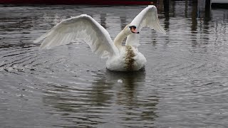 A Swan grooming itself in Lake Windermere. Bowness Bay in April 2023.