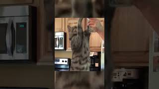 🐈"Cats Gone Wild: Funny Fails and Pranks by Furry Friends"🐈‍⬛❤️#cats#funny #cute