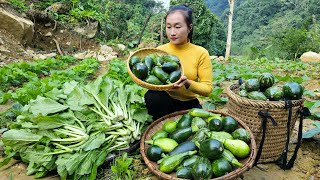 FULL VIDEO: How to make floating cake - Harvest apple, pumpkin, green vegetables goes to market sell