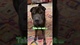 Cute Shar Pei says TAKE me for a WALK…  #dog #best #funny