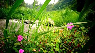 🌿 Peaceful River, Blooming Flowers, and Birdsong #liveauthentic #wanderlustwednesday