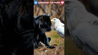 Black Rare Leopard Cuddling with a White American Eagle! 🖤🦅