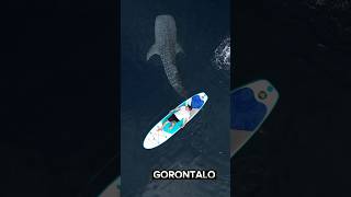 Whale Shark di Gorontalo… Gila Keren Parahhhhh