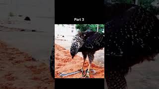 eagle eating snake 🦅🐍 #ccto #eagle #snake #foodchain #eating #viral #trending #shorts