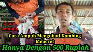 KAMBING MENCRET INI SOLUSINYA MURAH HANYA 500 rupiah