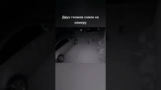 сенсация гномы существуют