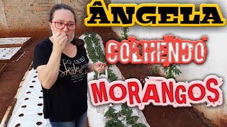 ÂNGELA COLHENDO OS MORANGOS