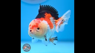 Tricolor Oranda 3.5-4.5 inches (240913_OR20)