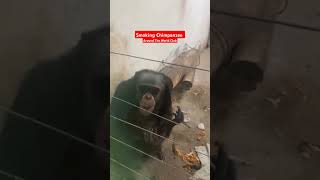 Cigarette Smoking Chimpanzee #viral #trending