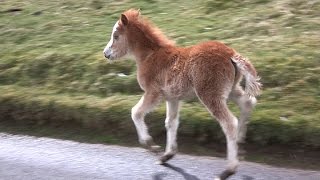 Long Mynd Ponies