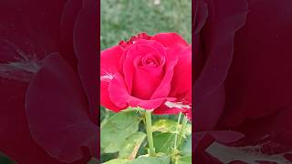 Red rose! 🌿🌹🌿#rose#redrose#flowers#nature#jardim#jardinagem#rosa#flores#video#explore#floresta