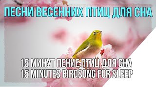 Песни весенних Птиц. Звуки природы для Сна. Songs of the Birds. Sounds of Wildlife for Sleep.