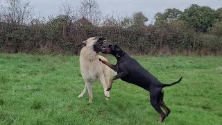 Furry Fun Kangal Dog And Doberman Hilarious Playdate