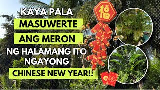 WAG NA WAG KANG MAGPAPAWALA NG HALAMANG ITO NGAYONG CHINESE NEW YEAR!