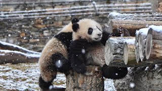 卧龙神树坪基地今天下大雪啦，小崽们在雪地里玩的很开心🥰