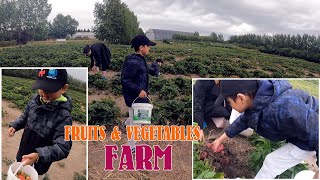 Kids picking strawberry 1st time | Mukhia Family at Farm