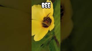 Bee #shorts #viral #trending