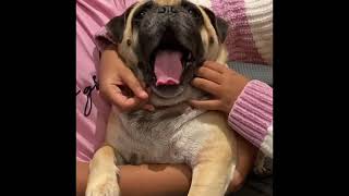 Funny Pug yawns #shorts