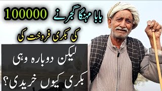 Baba Mehnga Gujjer Ny 100000 Ke Bakri Sale Kr Ke Dobarah Qune Khreedi