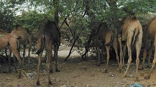 A Camel Family Enjoys Their Meal | Desert Wildlife