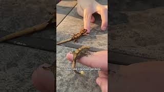 Baby Crested Geckos! #crestedgecko #cute #geckolife