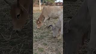 Bullocks Happily Grass Eating #cuteanimals #youtubeshorts #coweating #shorts