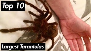 🎬Top 10 Largest Spiders (Tarantulas) 🌍