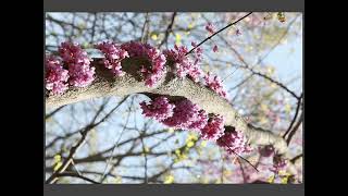 Caulifory: the redbud is at it again