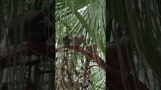 Bird's Chirping under the Palms Tree