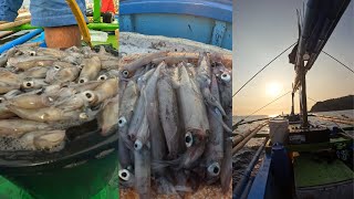 1 DAY FISHING to Catch and Sell Squid Fish 🎣🦑😲