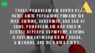 Why Do People Hunt For Polar Bears?