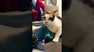 #christmas #christmascats #cat #catlover #cats #video #catvideos #love #winter #funny