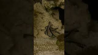 Banggai Cardinals spawning again - 2 days after father released the fry from his mouth!