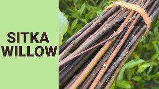 Sitka Willow