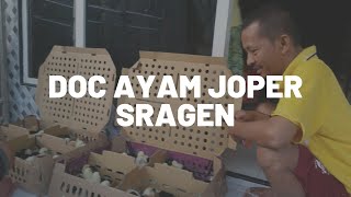 Doc Ayam Joper Sragen