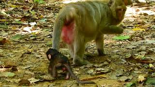 Look so worry when mom left alone - Cute chubby Branda trying best follow her mother Brinn