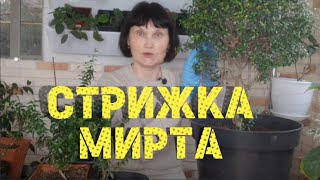 Хочу необычную форму кроны мирта. Формирую, как подсказывает интуиция.