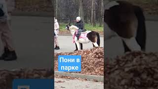 пони в парке #пони