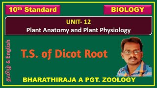 Anatomy Structure  of Dicot Root