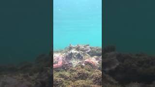 #2024 #aegean #cressi #spearfishing #speargun #grecce #sea #octopus #pulpo #fishing #fishingvideo