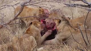 Ferocious Feast: Lions Devour Screaming Warthog 🦁🐗👀