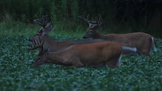 Here Come the Big Bucks - White-Tailed Deer Near Dark