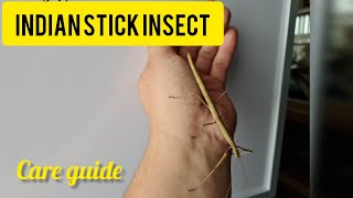 Indian stick insect care and rehousing