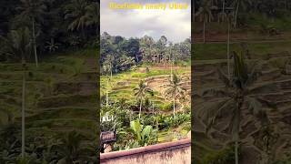 Ricefields Ubud Bali, #ricefield , #ricefieldsound , #ricefields , #ubudbali , #ubudlife , #ubud